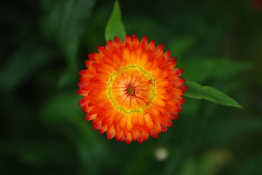 適用于干燥蠟菊花朵