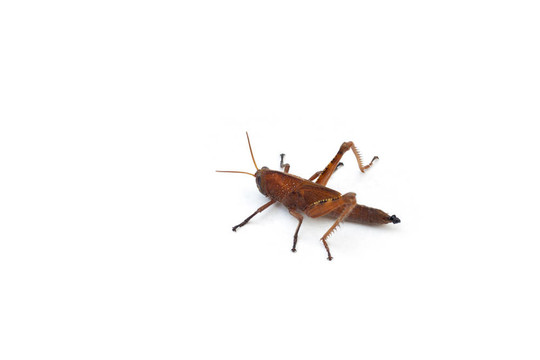 蚱蜢