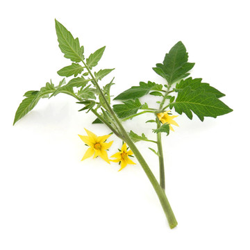 番茄葉的小枝