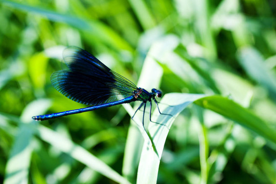 蜻蜓在葉