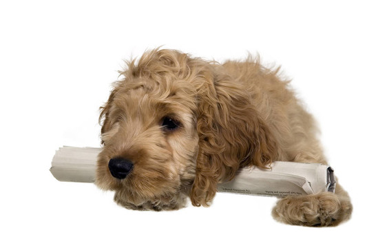 Cocker獵犬和大耳朵是躺在報(bào)紙上
