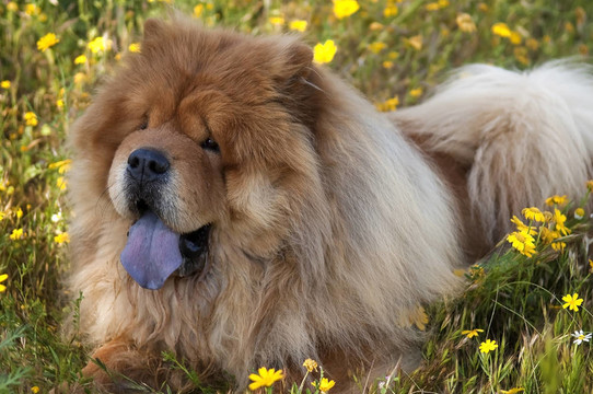 松獅犬