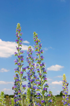 開(kāi)花植物群