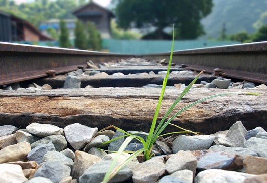 草地上的railtracks孤葉