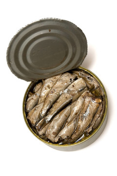 鯡魚