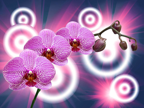 蘭花花的特寫