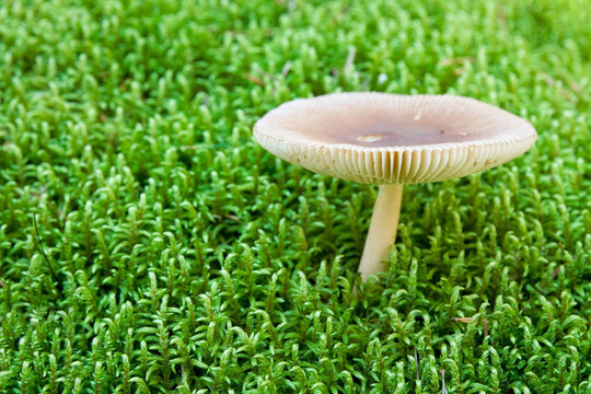 在苔白毒蕈。淺景深
