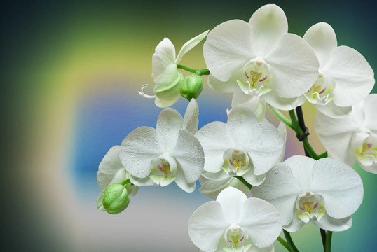 蘭花花的特寫