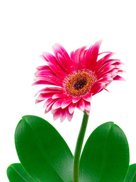 Gerber的花