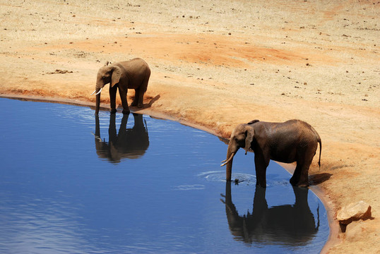 elefants