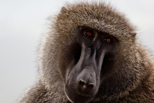 Baboon在肯尼亞