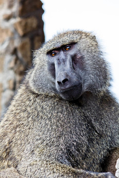 Baboon在肯尼亞