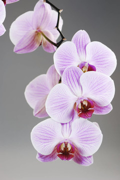 蘭花