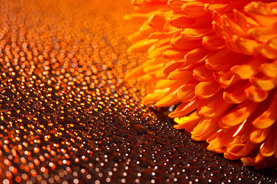 美丽的水滴和橙花
