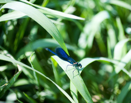 蜻蜓在葉
