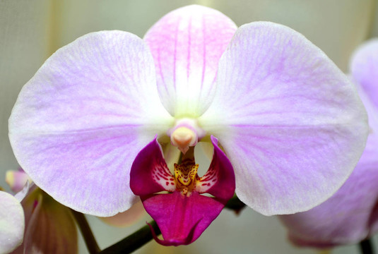 白蘭花花