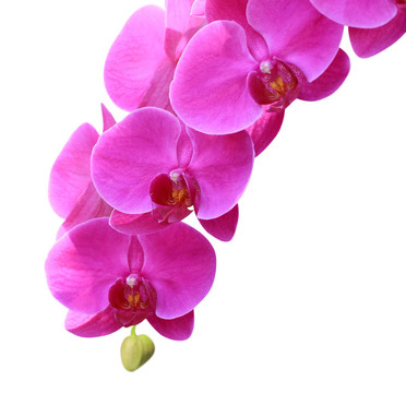 美麗的蘭花粉色隔離