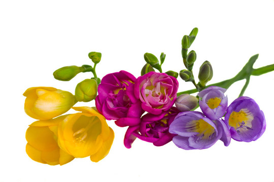 小蒼蘭花束