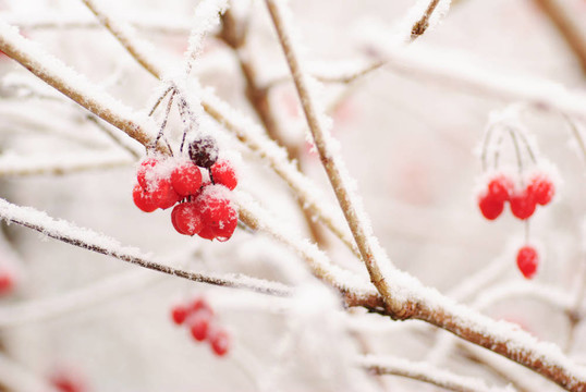 冬紅rawanberry