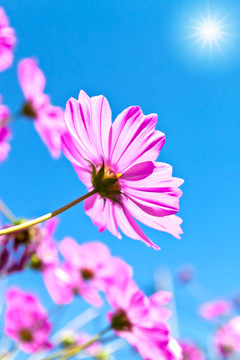 大波斯菊的花