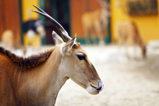 Eland Antelope（Taurotragus oryx）