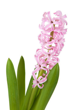 風(fēng)信子花的分離