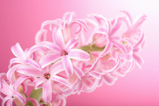 粉紅色的風信子花
