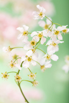 春天的花朵