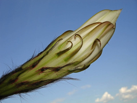 仙人掌芽