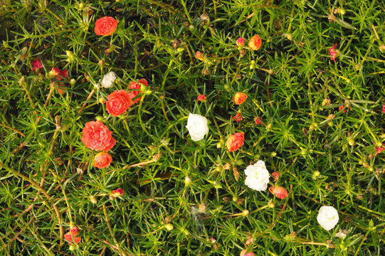 Portulaca grandiflora（Moss rose Purslane或苔蘚玫瑰）