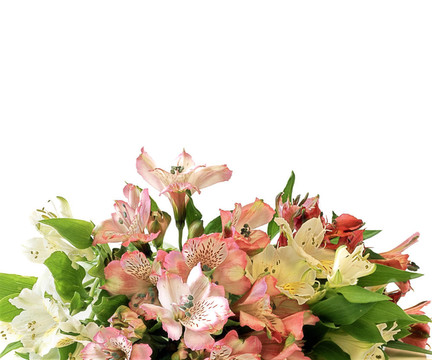 Alstromeria花束白色