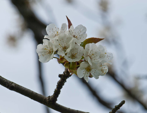櫻花