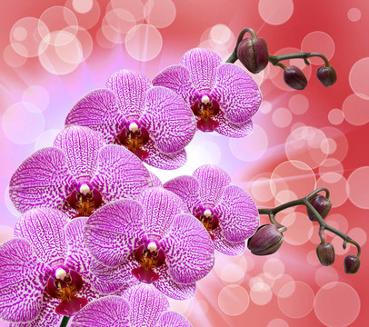 蘭花