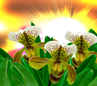 蘭花