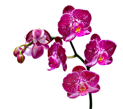 蘭花