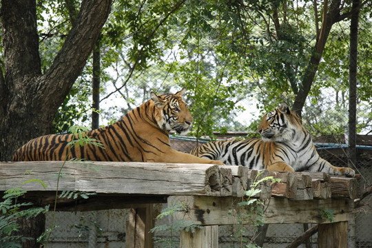 動(dòng)物園里的老虎