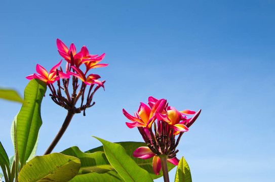 紅色的花