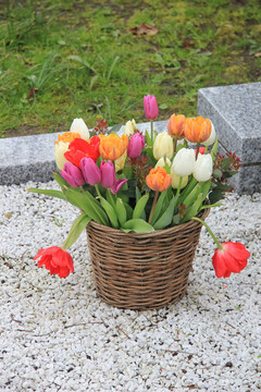 郁金香花束花籃