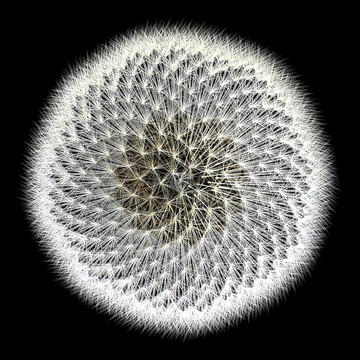 蒲公英圖案三維生成與黑色背景的頂部視圖