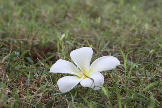 雞蛋花太陽花