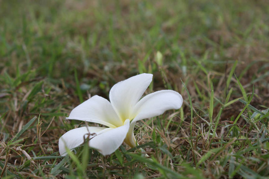 巴厘素馨花