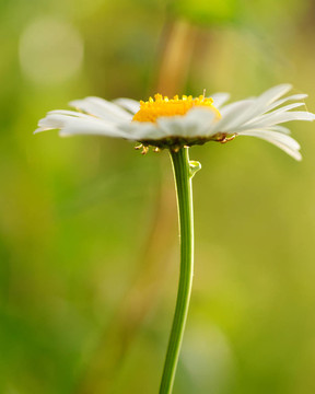 甘菊
