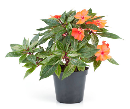 鳳仙花