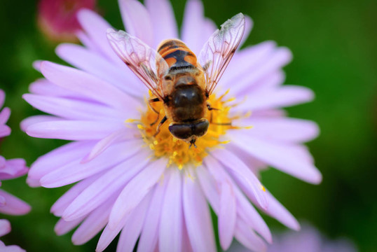 蜜蜂在Michaelmas daisy