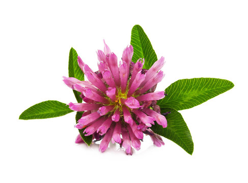 白三葉花