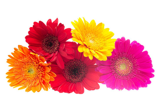 Gerber Daisy孤立在白色背景