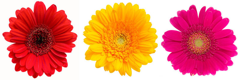 Gerber Daisy孤立在白色背景