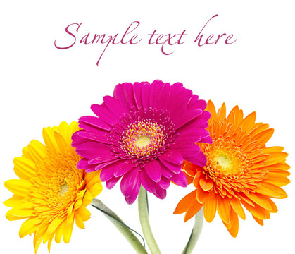 Gerber Daisy孤立在白色背景