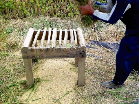 農(nóng)民敲打稻草