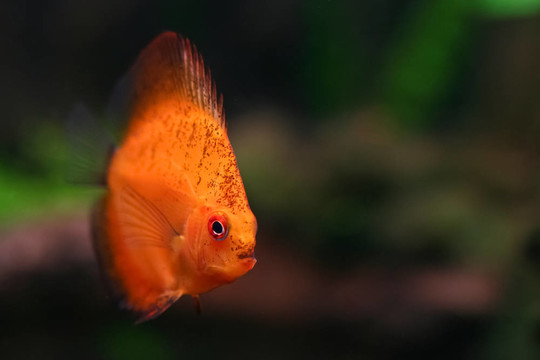 一個(gè)七彩神仙魚